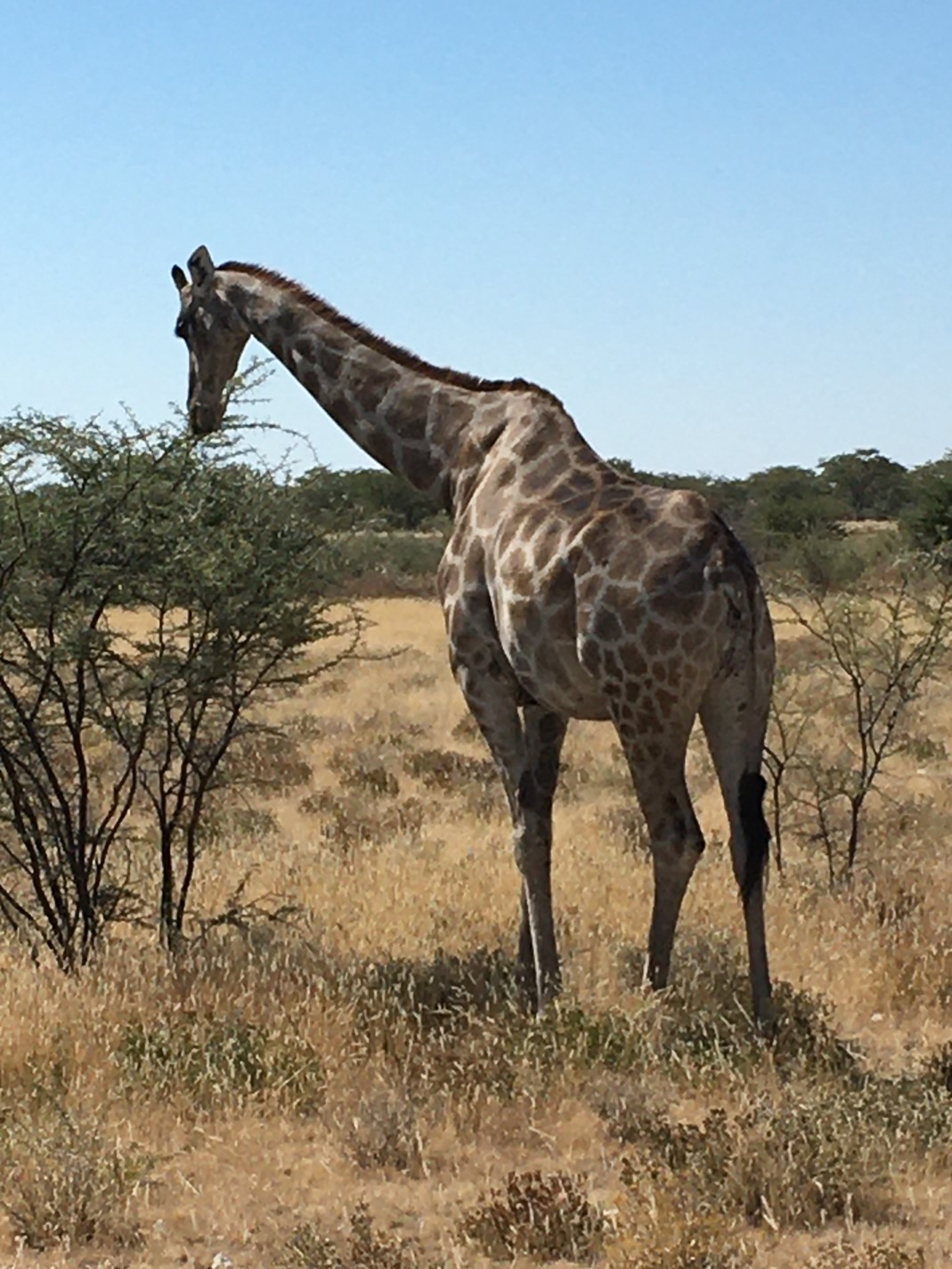 Image girafe